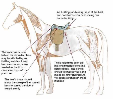 Master saddler returns – 10th September