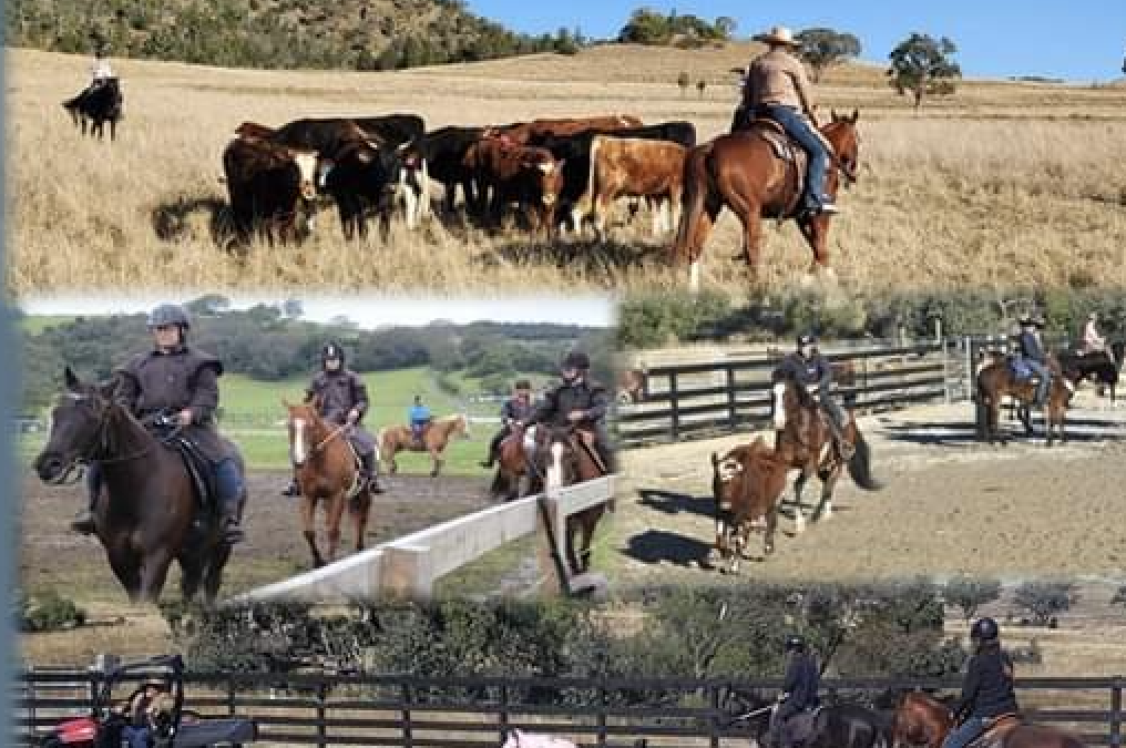 3 Day  Horsemanship & Cow Working Clinic Milton ,April 27th-29th
